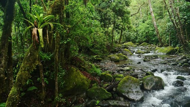 Bromeliad Tropical Plant on Tree with Rainforest River Scenery in Costa Rica, Beautiful Nature and Jungle Landscape, Savegre, San Gerardo De Dota, Central America