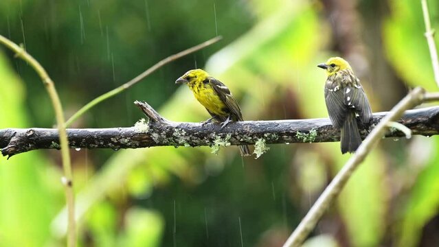 Pair of Two Tropical Birds in Costa Rica, Baltimore Oriel (icterus galbula), Colourful Bird Couple in Rainforest, Perched Perching on a Branch at San Gerardo de Dota, Costa Rica, Central America