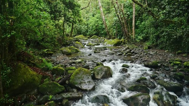 Rainforest River Landscape in Costa Rica, Beautiful Nature and Tropical Jungle Scenery with Water Flowing, Savegre, San Gerardo De Dota, Central America