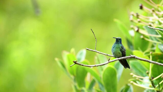 Costa Rica Hummingbird Wildlife, Lesser Violtear (Mountain Voilet Ear aka colibri cyanotus) (icterus galbula), Colourful Exotic Tropical Bird in Rainforest, Perching on a Branch, Central America