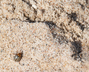 Colorado potato beetle on the sand. Harmful insect isolated on a sand background. The Colorado beetle in close-up.