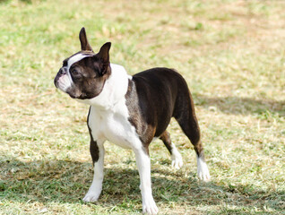 A small, young, beautiful, black and white Boston Terrier dog standing on the grass, aka Boston Bull. Boston Terriers are highly intelligent and easily trainable.
