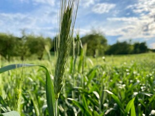 Fototapeta premium Wheat Field Image. View on Fresh ears of young Green Wheat and on nature in Spring Summer field close-up on a soft blurry sky background.