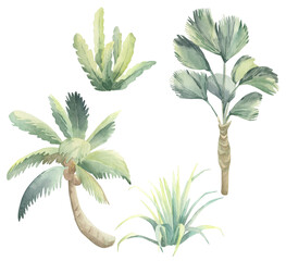 Vegetation of Australia. Palms. Australian palms. Watercolor painted.