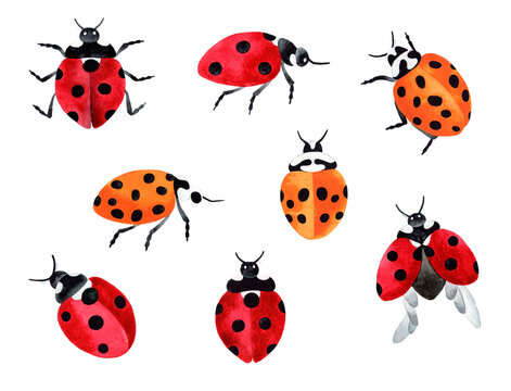 Hand painted watercolor illustration big set with red and yellow ladybugs. Isolated objects on transparent background.