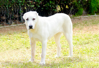 A big white Central Asian Shepherd Dog (aka ovcharka) with cropped ears standing on the grass outside looking sad