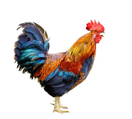 Colorful Rooster isolated on a white background
