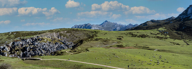 Schafherde Nationpark Los Picos Spanien