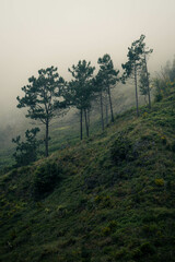 Beautiful scenery of forests in foggy weather during a summer day in Madeira, Portugal. Madeira is a great destination for hiking and outdoor activites.