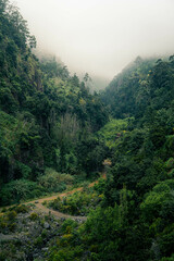 Fototapeta na wymiar Beautiful scenery of forests in foggy weather during a summer day in Madeira, Portugal. Madeira is a great destination for hiking and outdoor activites.