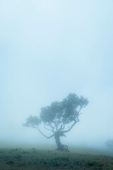 Fototapeta premium Beautiful laurel trees during a foggy afternoon in the Fanal Forest, Madeira, Portugal. Most of these trees are several years old and look like pieces of art.