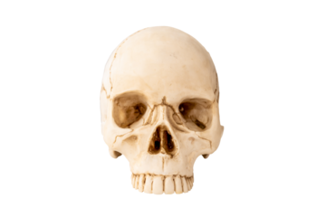 Human skull on Isolated white Background. The concept of death, horror. A symbol of spooky Halloween.