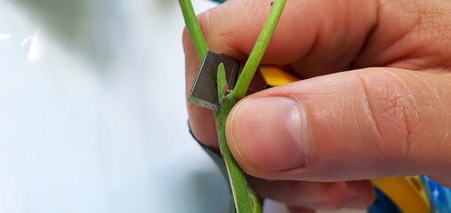 Grafting with a plum tree bud. To prepare a kidney for vaccination, you can use a clerical knife. In summer there is an opportunity to graft a good plum variety to a wild tree