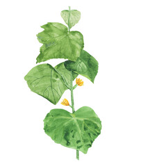 Cucumber plant with green leaves. Watercolor drawing isolated on a white background.