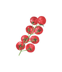 Juicy cherry tomatoes isolated on a white background. Red bunch of tomatoes for kitchen design and decoration, botanical illustrations, dishes and recipes. Watercolor drawing.