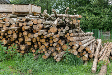 Logs in a warehouse at a sawmill for chopping and sawing for firewood.