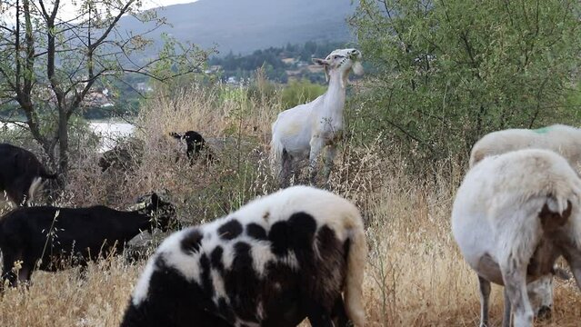 ovejas y cabras pastando en el campo