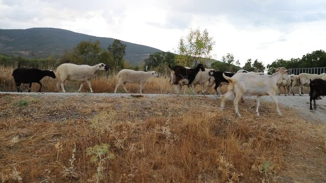 reba&ntilde;o de ovejas y cabras en v&iacute;a pecuaria
