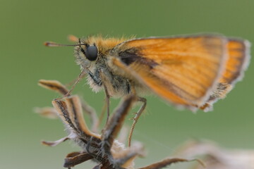 Little orange butterfly on a dried plant