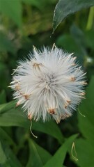 Crassocephalum crepidioides, also called ebolo, thickhead, redflower ragleaf, or fireweed, is an erect annual slightly succulent herb growing up to 180 cm