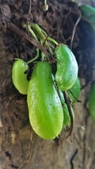 star fruit