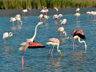 Group of flamingos (Phoenicopterus ruber) in water, in the Camargue is a natural region located...