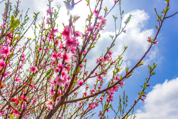 Beautiful bloom pink cherry blossom sakura in spring with clear blue sky and flare of natural light,
