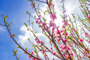 Beautiful bloom pink cherry blossom sakura in spring with clear blue sky and flare of natural light,