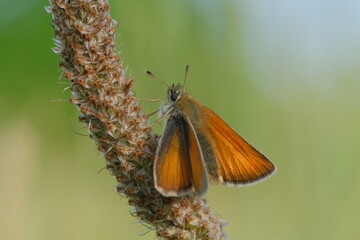 Butterfly on a dried plant