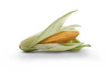 Golden ripe open corn on the cob, sweetcorn, corncob, isolated against a flat background.