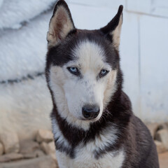 Fototapeta premium Cute fluffy husky dog in the yard, close-up portrait. Thoroughbred Siberian Husky
