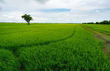 Landscape of green rice field with a lonely tree and blue sky. Rice plantation. Green rice paddy field. Agricultural field. Farm land in Thailand. Land plot. Beauty in nature. Green season.
