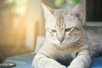cute tabby cat on table