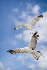 seagulls