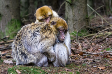 monkeys in love