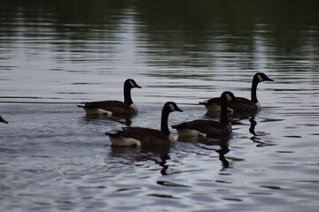 Fototapeta premium family of geese
