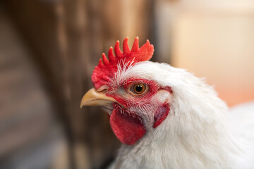 The head of a white rooster broiler. Red comb. Agriculture, animal husbandry