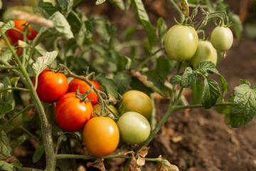 red tomatoes hang on the branches. Agriculture, agronomy, industry