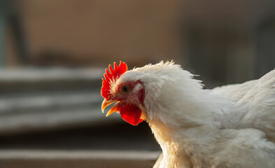 The head of a white rooster broiler. Red comb. Agriculture, animal husbandry