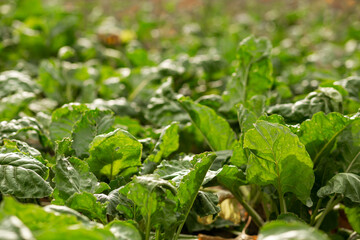 Leaves of red beetroot in the garden. Agriculture, agronomy, industry