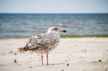 seagull on the beach
