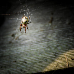 spider on the web