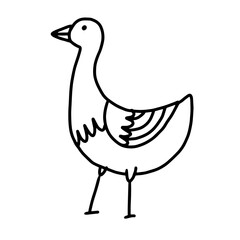 bird hand drawn illustration