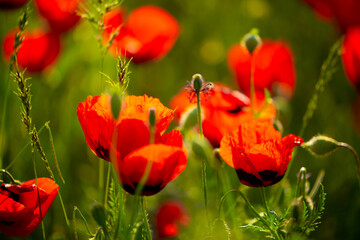 Obraz premium Spring, field of poppy flowers. The concept of the freshness of the morning nature. Spring landscape of red wildflowers. Beautiful landscape, pnorama long banner.
