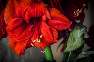red amaryllis