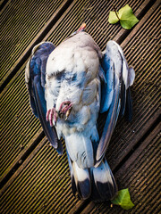 dead pigeon