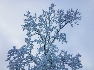 snow covered branches