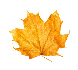 Autumn maple branch with leaves isolated on  background