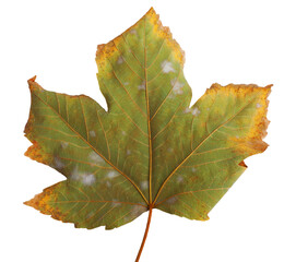 Autumn maple branch with leaves isolated on background