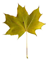 Autumn maple branch with leaves isolated on  background